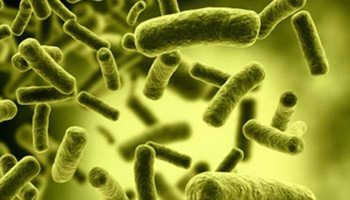 Gut bacteria could reveal more about cirrhosis patients