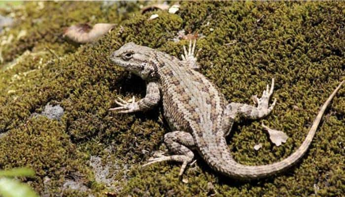 Extinct monitor lizard had four eyes: Study