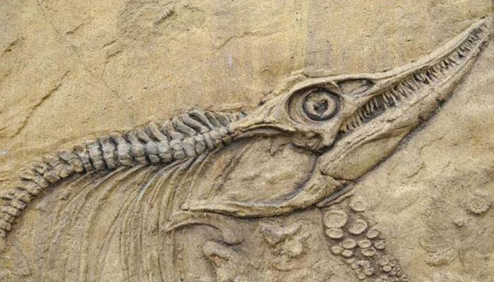 Dinosaurs were dying off long before asteroid hit: Study