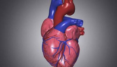 Scientists develop adult-like human heart muscle using stem cells