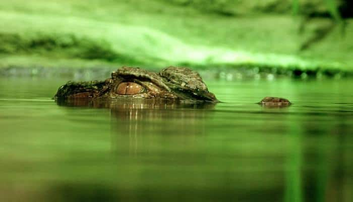 Man-eater crocodile caught in UP&#039;s Shahjahanpur, released in river