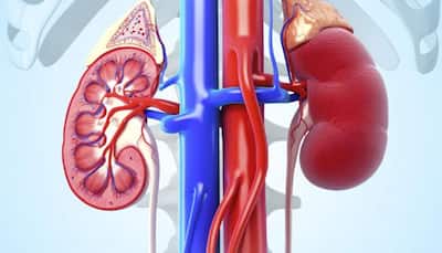 Here's how you can keep your kidney healthy