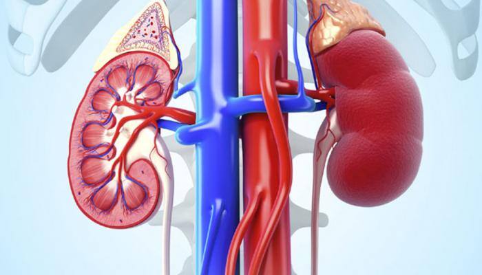 Here's how you can keep your kidney healthy
