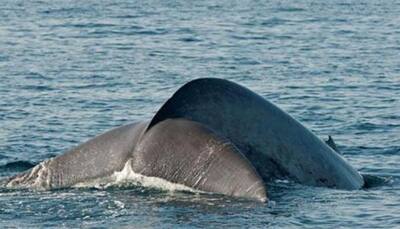 Sperm whale `clicks` help scientists understand behaviour