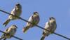 Australian birds hit by 'mysterious' illness