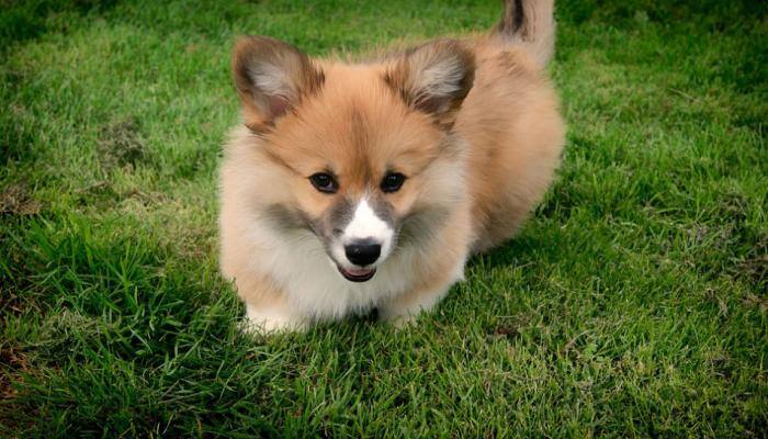 Shocking: Man kills and cooks neighbour's dog, invites him to dinner