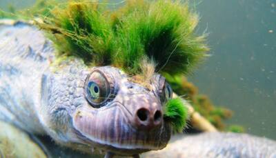 Australia's 'punk turtle' risks being last of the Mohicans