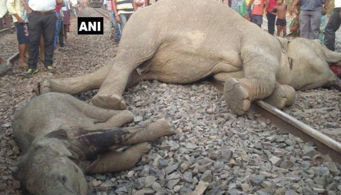Odisha: 4 elephants run over by speeding train, die on spot
