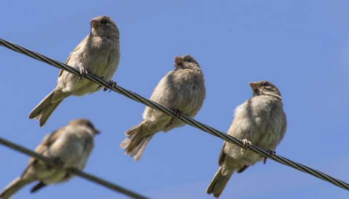 Urban areas crowded with more &#039;nuisance&#039; birds: Study