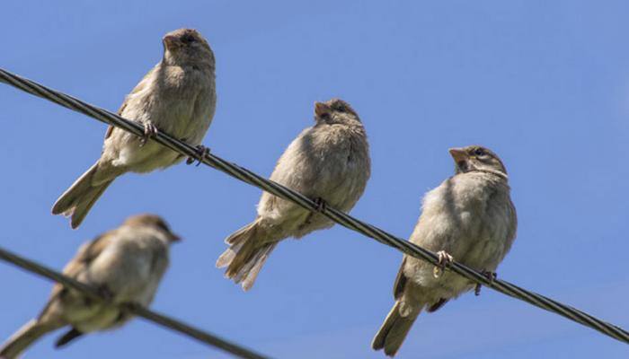 Urban areas crowded with more 'nuisance' birds: Study