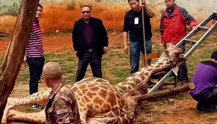 Giraffe dies after getting his neck stuck in a tree at China's Kunming Zoo
