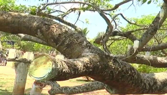 World&#039;s second-largest Banyan tree on saline drips, &#039;crutches&#039; for support