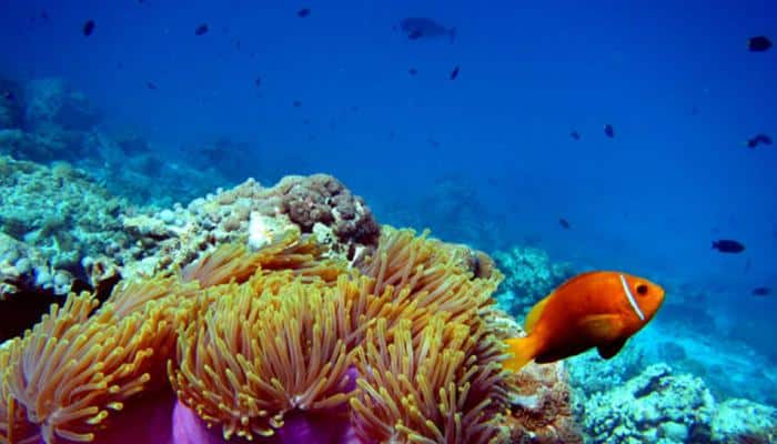 Global warming killing the Great Barrier Reef: Study