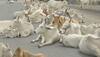 Cow may be biggest mammal if humans keep up extinctions: Study