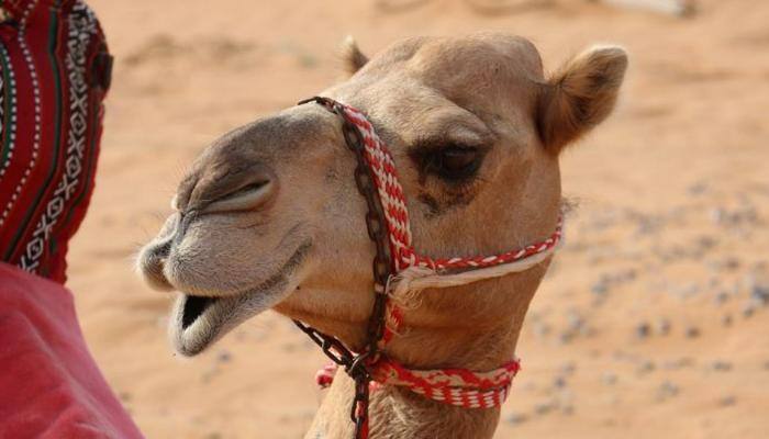 A man takes his camel to a mall in Saudi Arabia-Watch 