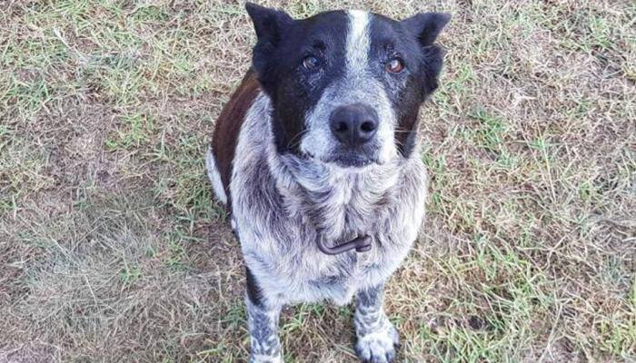 Deaf and blind family dog protects girl who got lost in Australian bushland, reunites her with family