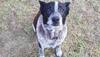 Deaf and blind family dog protects girl who got lost in Australian bushland, reunites her with family