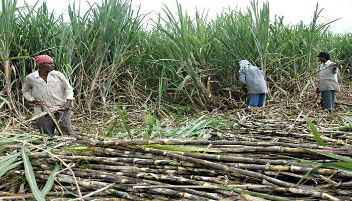 Govt approves assistance of Rs 5.5 per quintal for sugarcane farmers