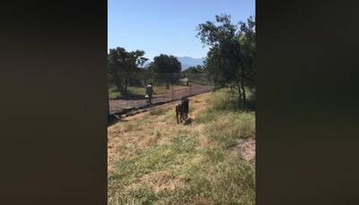 Video: Lion mauls wildlife park owner in South Africa