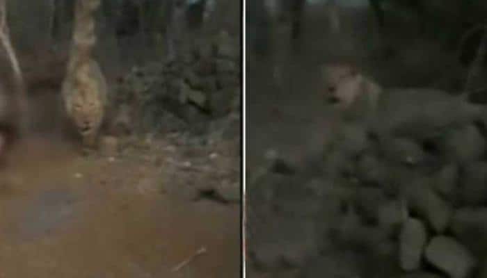 Angry lions walk away from prey as group of men shout and whistle in Gir National park - Watch