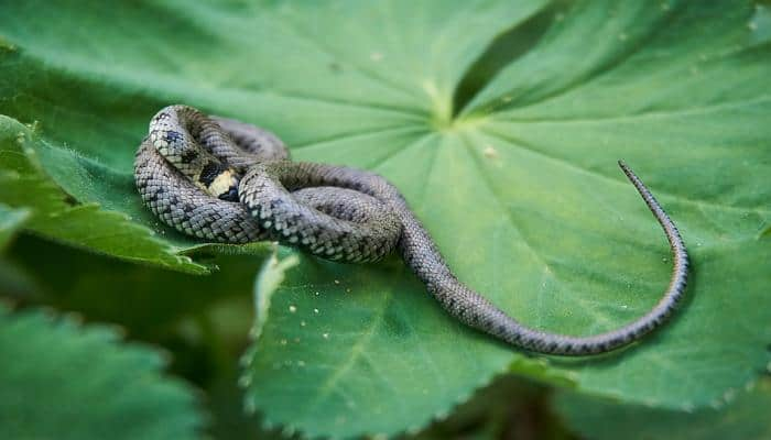 Actress dies after being bitten by snake used as prop