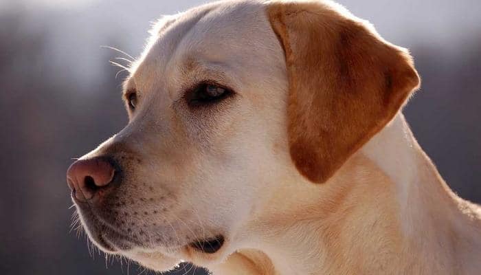 Loyal dog shields drunk owner sleeping in California street