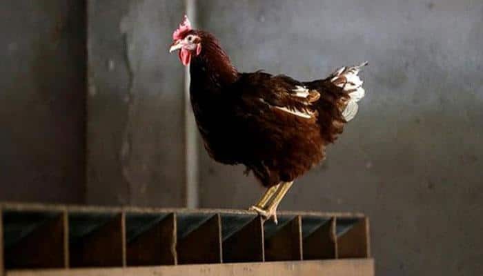 In Madhya Pradesh, Morena police probes a hen murder case