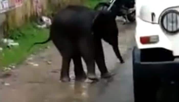 Viral video: Baby elephant&#039;s day out at Kerala&#039;s Munnar town