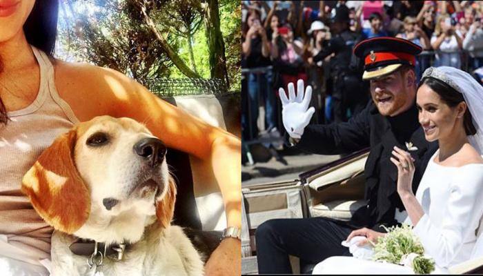  Meet Guy, the dog who accompanied Meghan Markle at the Royal Wedding