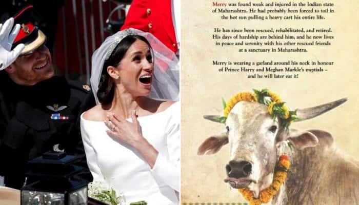 PETA India&#039;s gift for Prince Harry-Meghan wedding - A bull named Merry