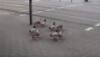 Ducks waiting for green light to cross the road video - Real or fake?