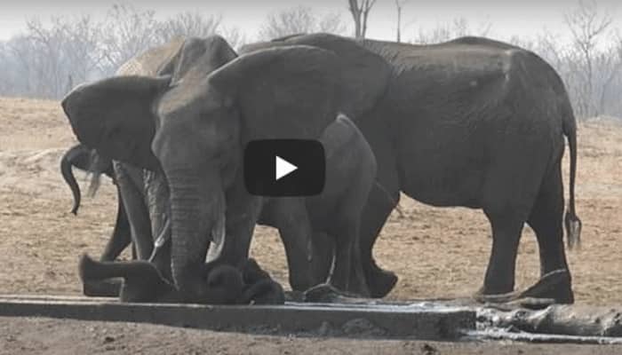 Mother&#039;s unconditional love saves baby elephant stuck in irrigation channel - Watch