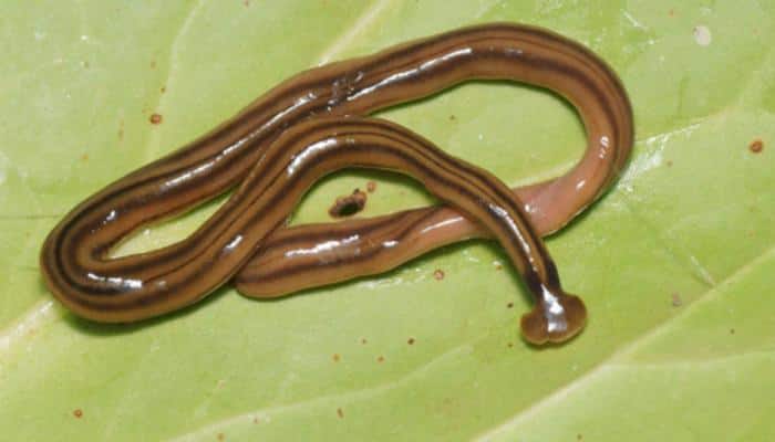 Giant predatory worms invade France, shock biologists