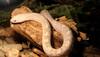 This video of a Snake wrapping itself around door handles of a shop will give you jitters—Watch 