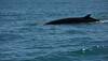 whaling