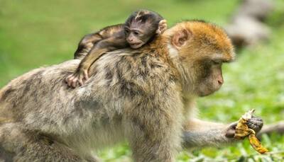 Agra: Monkeys snatch bag containing Rs 2 lakh in cash