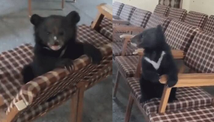 Baby bear&#039;s playful antics in SDM office near Shimla is the cutest thing you will watch today