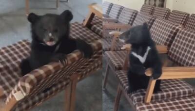 Baby bear's playful antics in SDM office near Shimla is the cutest thing you will watch today