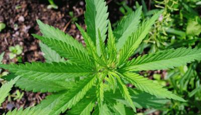 Canadian Senate approves marijuana legalisation bill