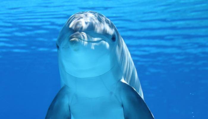 Dolphins too give names to identify friends and rivals, new study suggests