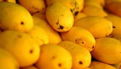Aam Mahotsav in Lucknow from June 23; 700 varieties of mango to be exhibited