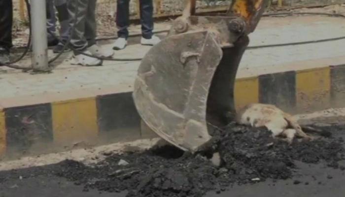 Construction company in line of fire for building road over dead dog