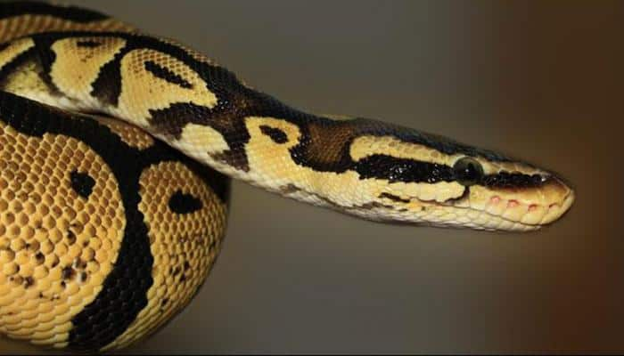 Indonesian woman swallowed by giant python