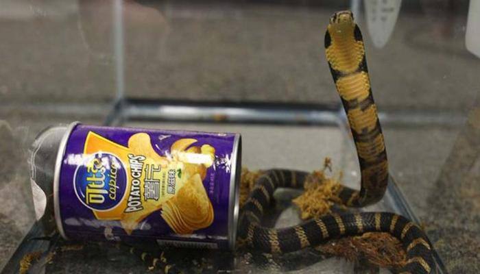 Panic as snake found in VIP lounge at Puducherry airport