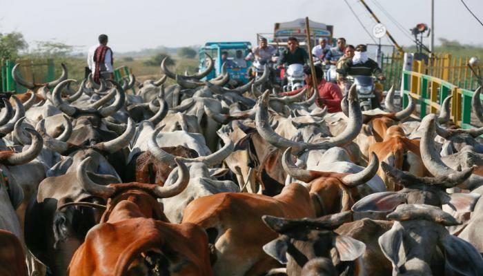 MP minister wants state government to constitute cow ministry