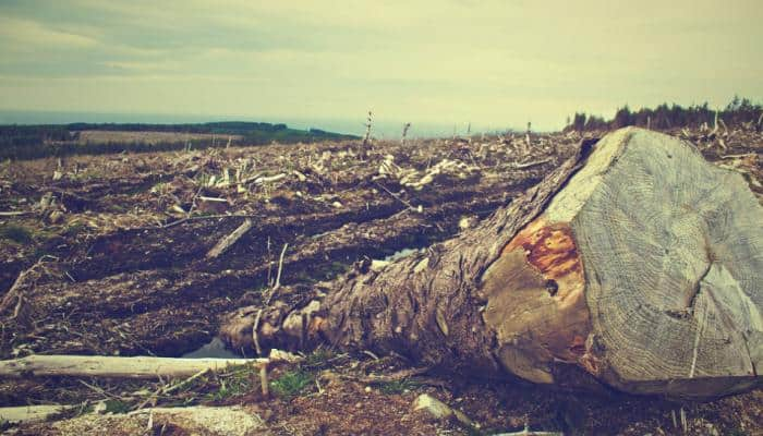 Online campaign to stop Delhi&#039;s tree-cutting spree gains momentum