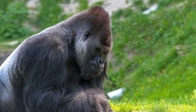Gorilla Koko who mastered sign language dies