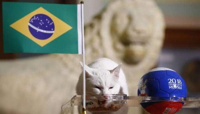 Achilles, the feline fortune teller, predicts Brazil will beat Costa Rica