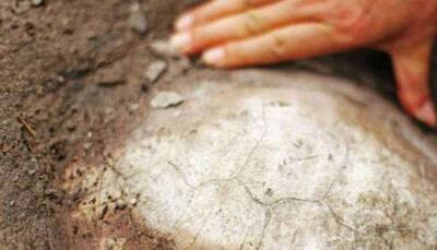 150 million years old turtle fossil discovered in China