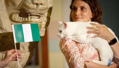 Feline fortune teller Achilles predicts Nigeria to beat Argentina